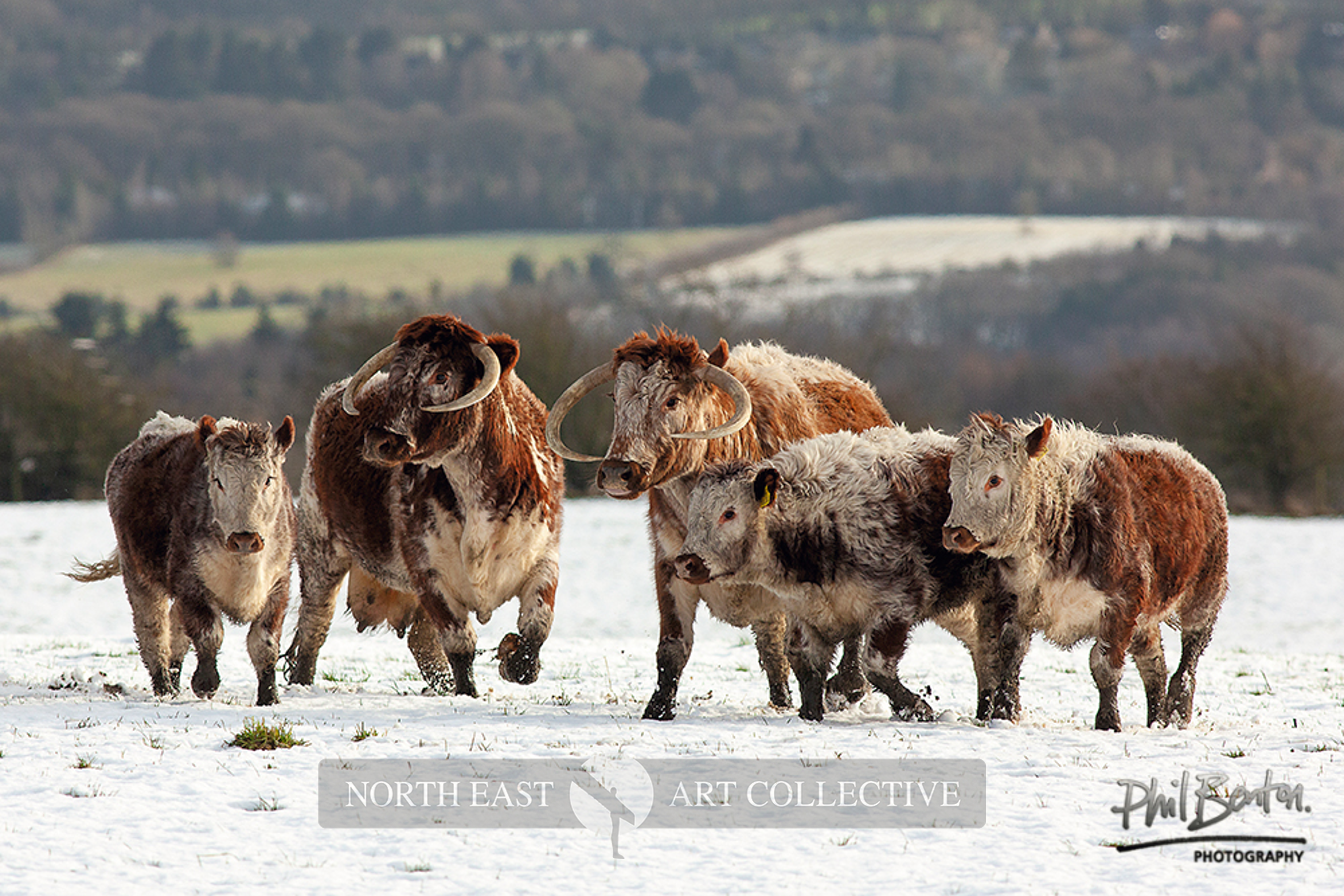 Longhorns in the snow photographic print by Phil Benton